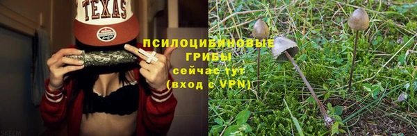 ГАЛЛЮЦИНОГЕННЫЕ ГРИБЫ Белокуриха